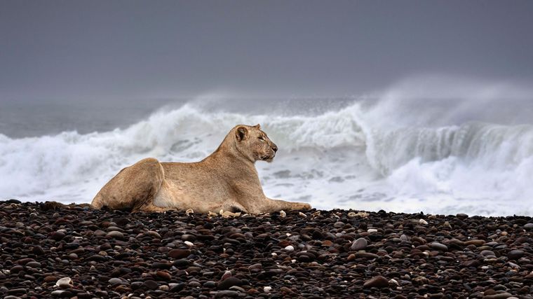 Los leones del desierto de Namibia se acercan a las costas del Atlántico en busca de alimentos.