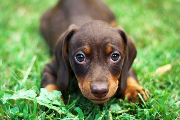 PERRO Foto: Vive Usa