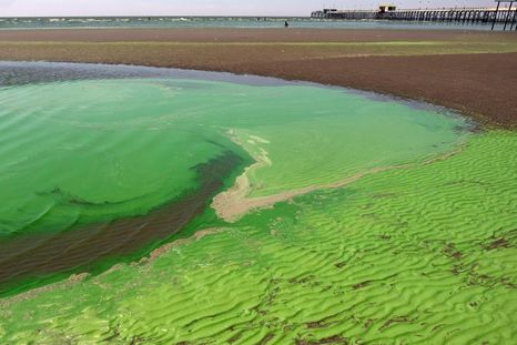 Alerta roja por cianobacterias en la República de los Niños: alto riesgo para la salud en lagunas bonaerenses