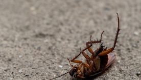 Un repelente orgánico que no falla.. Foto: Pexels Un repelente orgánico que no falla.. Foto: Pexels