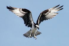 el video que sorprende y confunde: ¿es un aguila volando con un tiburon?