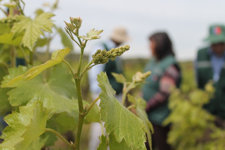 Las polillas suelen aparecer a fines de agosto y principios de septiembre en los viñedos