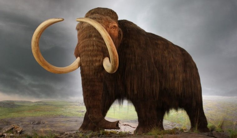 Científicos planean crear un híbrido entre mamut y elefante mediante la modificación del ADN