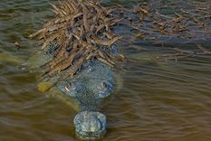 Wildlife Photographer of the Year / Dhritiman Mukherjee