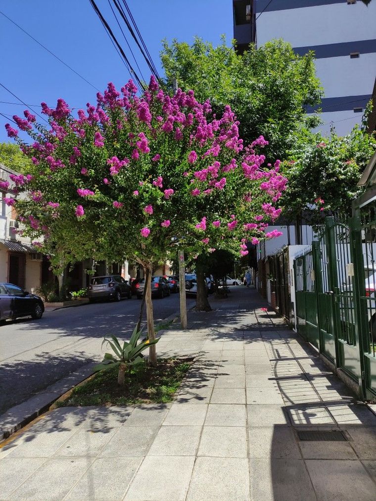 Árboles con flores lindas.