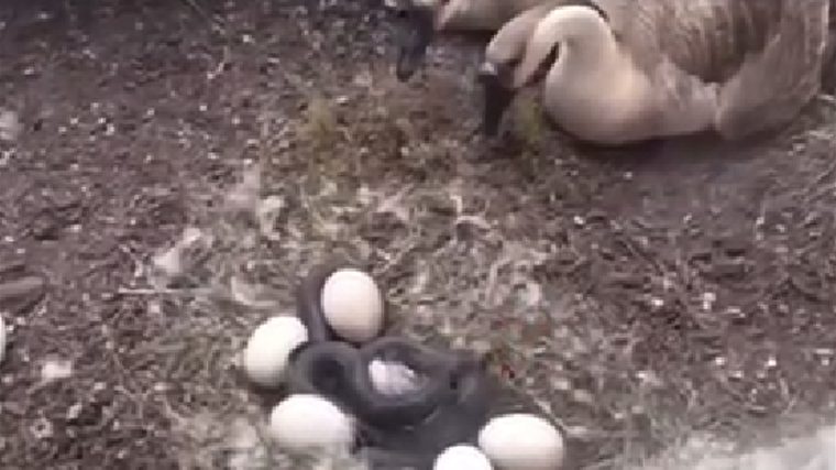 El video se hizo viral rápidamente en redes sociales. Foto: Archivo