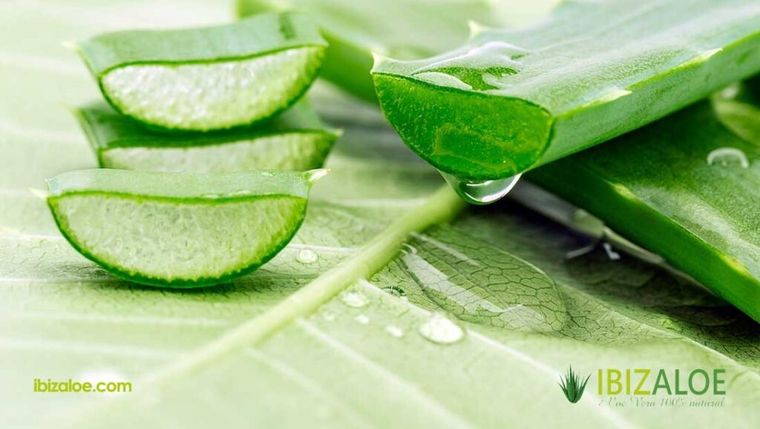 Aloe vera ideal para lucir más bella.