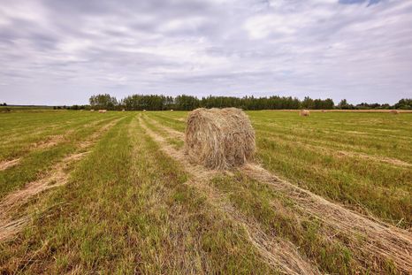 El cultivo de alfalfa ha crecido en los últimos años en Mendoza de la mano del impulso de la ganadería.&nbsp;