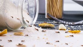 La mezcla contra hromigas puede colocarse en rincones y zonas donde circulan. Foto: SHUTTERSTOCK La mezcla contra hromigas puede colocarse en rincones y zonas donde circulan. Foto: SHUTTERSTOCK