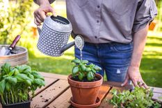 Estos abonos líquidos ayudarán a que las plantas crezcan fuertes y sanas Foto: Fuente: Shutterstock