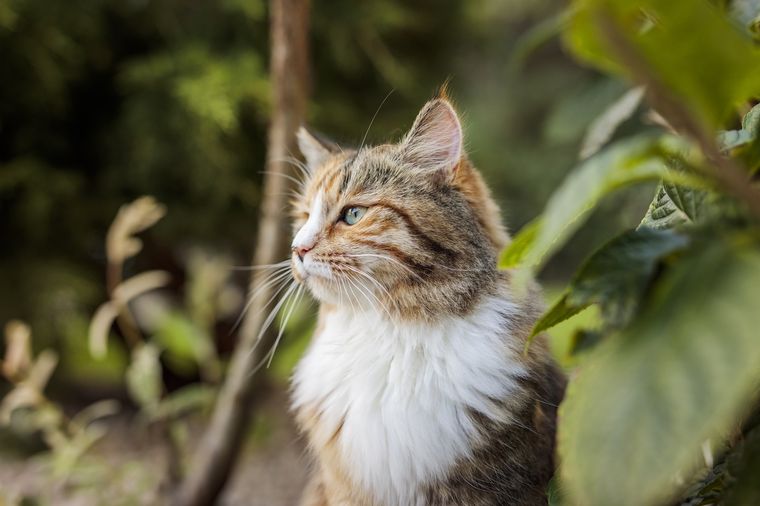 gato Un sueño inquietante. Foto: MSD Salud Animal