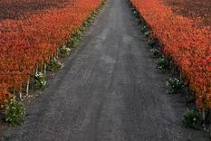 vota: ¿mendoza se tiene que independizar?