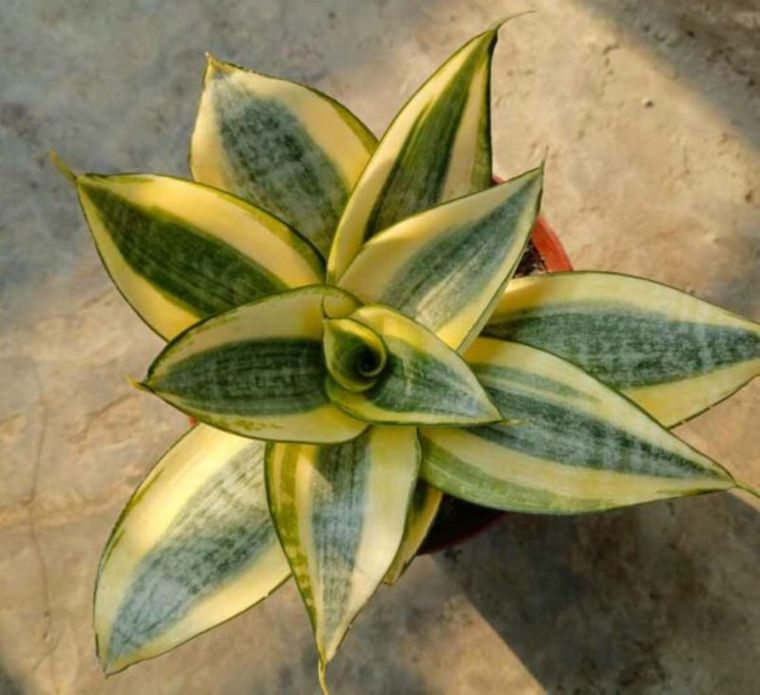 La Sensevieria trifasciata es una de las plantas que purifican el aire de tu hogar. Foto: Shutterstock