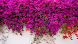 Las plantas trepadoras que ganan popularidad.&nbsp;