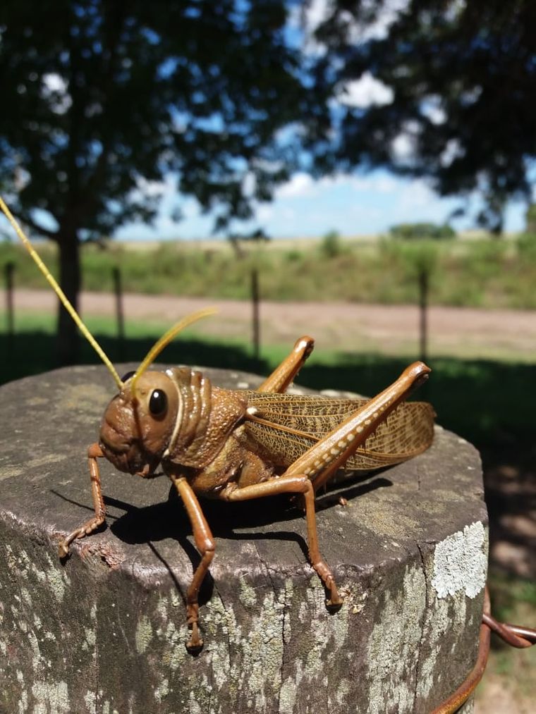 Adulto T. collaris. Fuente: Programa Nacional de Langostas y Tucuras