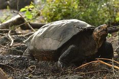 La tortuga gigante hallada en la isla Fernandina. La gran prioridad para los científicos es hallar otros ejemplares en el mismo sitio para iniciar cuanto antes un programa de reproducción en cautiverio. Foto: GALAPAGOS CONSERVANCY