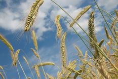 el trigo aportara un 55% menos en retenciones por la sequia