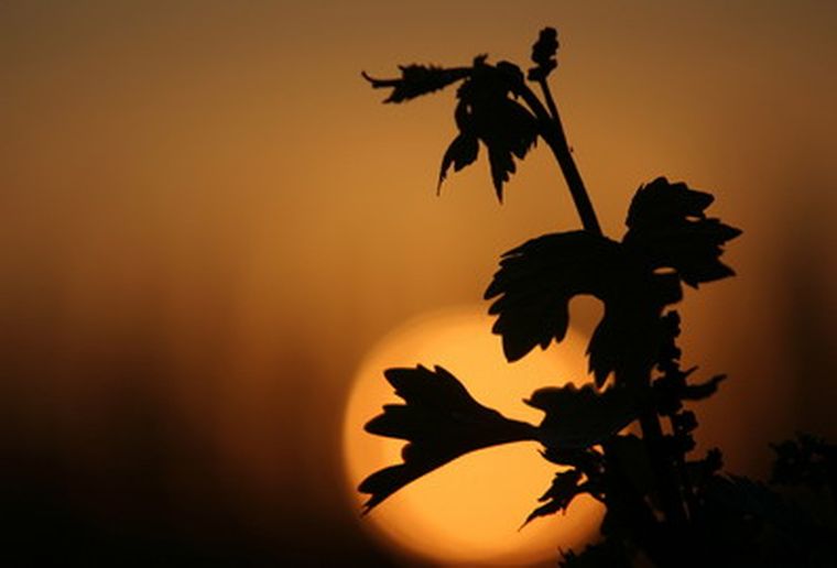 Claramente ya hay dos modelos de vitivinicultura. Foto: Gerardo Gómez /MDZ