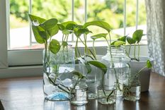 Solo necesitas agua limpia, podas suaves y luz natural. Foto: Archivo