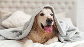 Por lo general, los perros de pelo corto son los que más sufren del frío. Por lo general, los perros de pelo corto son los que más sufren del frío.