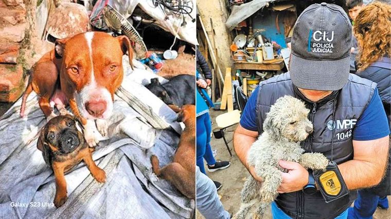 Rescataron a 9 personas y 39 perros de un predio abandonado Foto: Foto: Instagram @mpfcaba