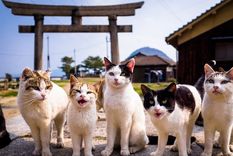 Esta es la verdad sobre la creencia de que los gatos tienen 7 vidas, conocé los detalles en la nota Foto: Shuterstock
