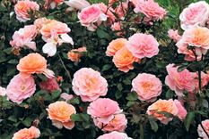 Rosa Apricot: es una variedad de rosa cubresuelos. Foto: Nature Hills