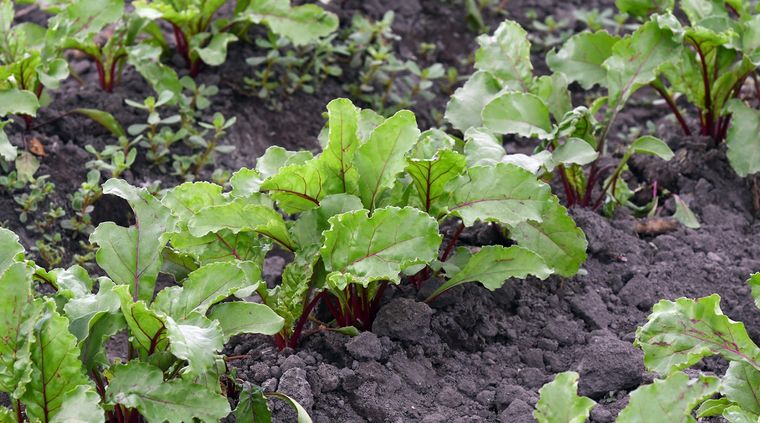 Orgánicos. Productos que respetan el medio ambiente. Foto: ALF PONCE MERCADO / MDZ