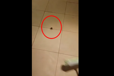 mato una arana y sucedio algo increible