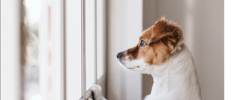 Algunas mascotas sufren más que otras la soledad del hogar Foto: Shutterstock