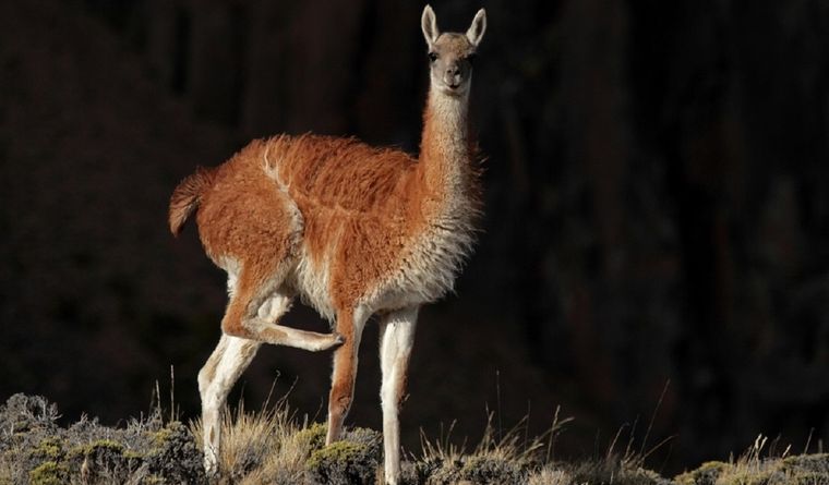 Se estima que, al menos, 22 millones de guanacos habitaban la Patagonia previo a la introducción del ganado ovino Foto: Gentileza Darío Postesta, CCT CONICET-CENPAT