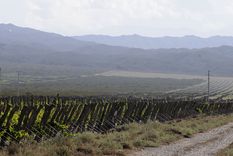 Agrelo es una de las zonas más codiciadas. Foto: Alf Ponce Mercado/MDZ