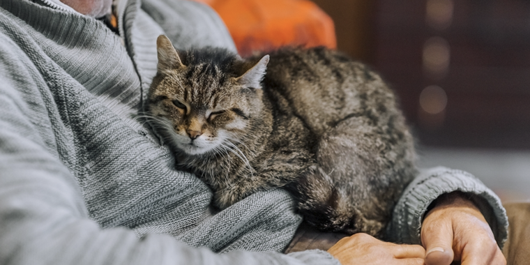 A pesar de su fama, estos pequeños animales adoran estar cerca de sus dueños Foto: Shutterstock