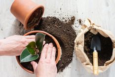 Este abono casero hace crecer las plantas fuertes y sanas Foto: Archivo