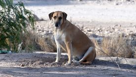 Los perros callejeros abundan en muchísimas ciudades del mundo.