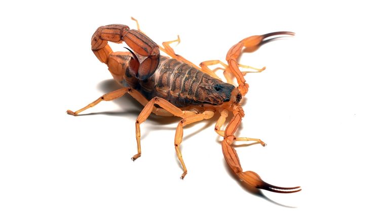 La aparición de dos alacranes asustó a toda la comunidad de la Escuela Normal de Lenguas Vivas de Buenos Aires Foto: shutterstock.com