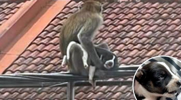 El cachorro tiene sólo 2 semanas de vida. Foto: Mundoaldía.