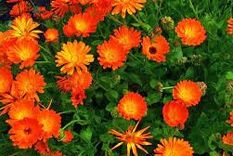 Además de ofrecer flores estas plantas son resistentes.