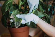 Vigila tus plantas con detenimiento. Foto: Fuente: Shutterstock.
