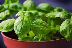 Con un simple cambio de hábito, una planta que antes duraba semanas puede transformarse en una fuente constante de sabor fresco Foto: Archivo
