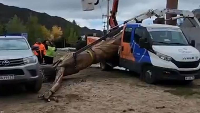 La caída del Cristo del Manzano Histórico. Foto: Captura