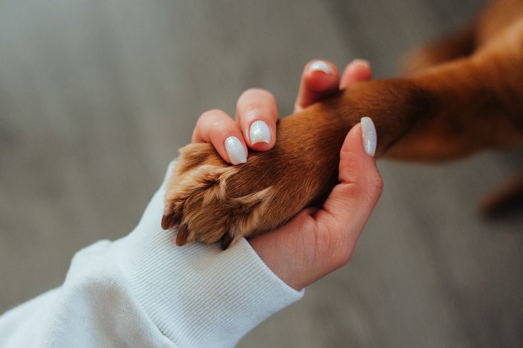 Mascotas Cuida el pelo de tus perros Foto: Pexels