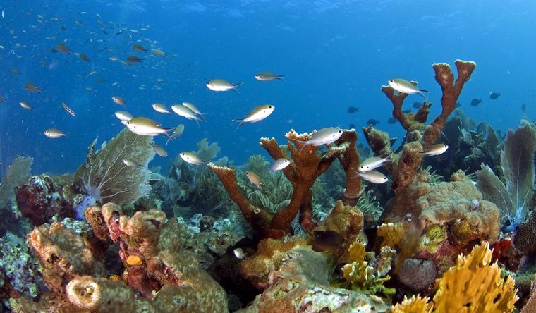 Los arrecifes de coral deben ser protegidos en todo el mundo. Foto: Efe.