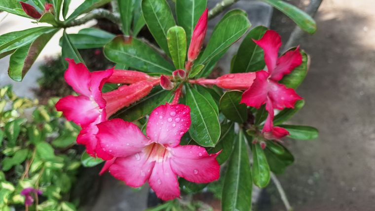 Los mejores consejos de los expertos en jardiner&iacute;a. Fuente: Shutterstock.