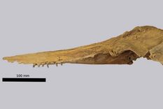 Fósil de la cabeza de Aureia rerehua. Foto: Dpa. Fósil de la cabeza de Aureia rerehua. Foto: Dpa.