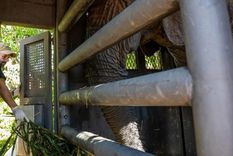 La elefanta Kenya en la jaula de transporte. La elefanta Kenya en la jaula de transporte.