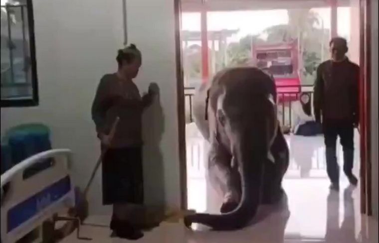 Así fue la visita de este elefante a su cuidador en la India durante su internación en un hospital. Foto: Captura de video