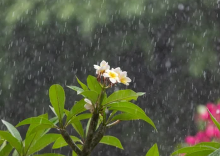 La humedad sobre la tierra y la vegetación genera diversas reacciones. Foto: Shutterstock