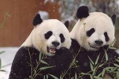 Mei Xiang y Tian Tian llegaron al Zoológico de Washington en 2000 con un préstamo inicial a 10 años que ha sido renovado más de una vez. Foto: ZOOLÓGICO NACIONAL SMITHSONIAN