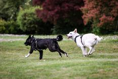 Dos perros pueden convivir en armonía si se establecen rutinas claras. Foto: Shutterstock